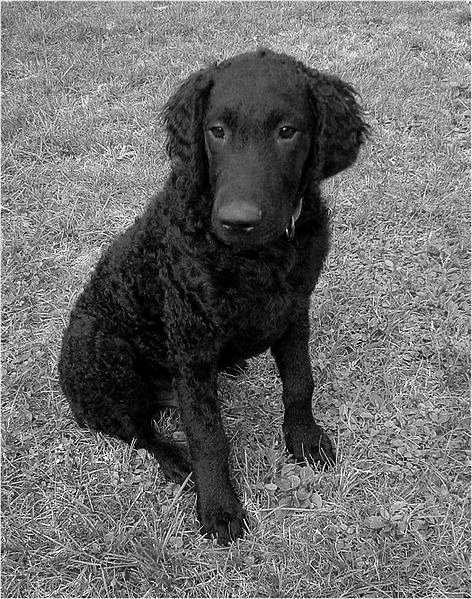 Junger Curly Coated Retriever-Rde