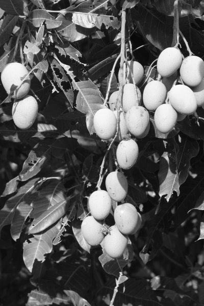 Junge Mangofrchte am Baum