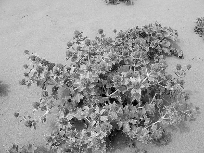 Stranddistel (Eryngium maritimum)